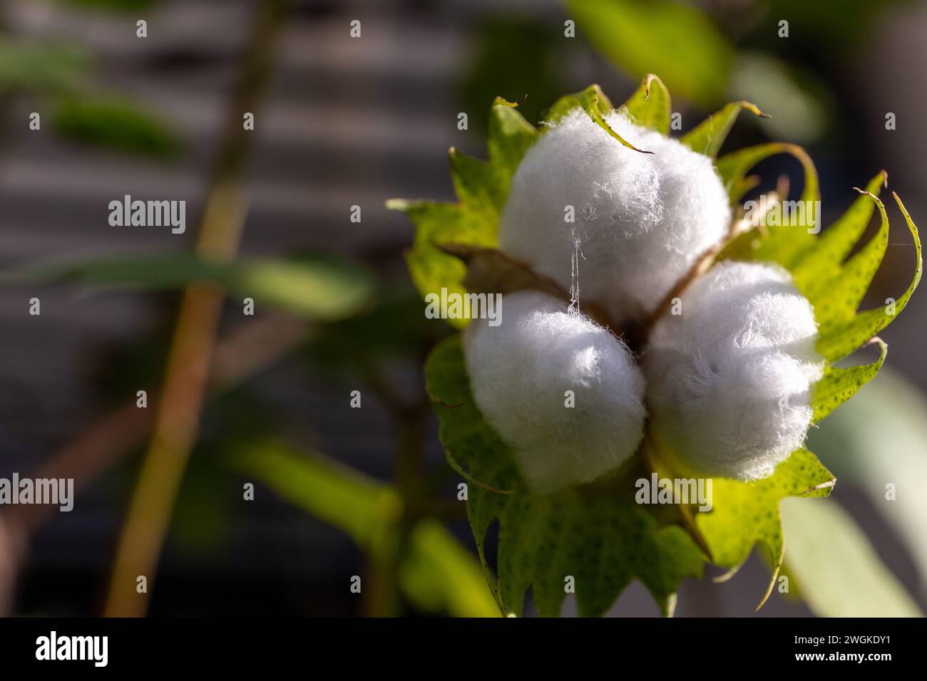 Tre soffici fiori di cotone pronti per il raccolto, vista ravvicinata, foglie verdi sullo sfondo, Dubai, Emirati Arabi Uniti. Foto Stock