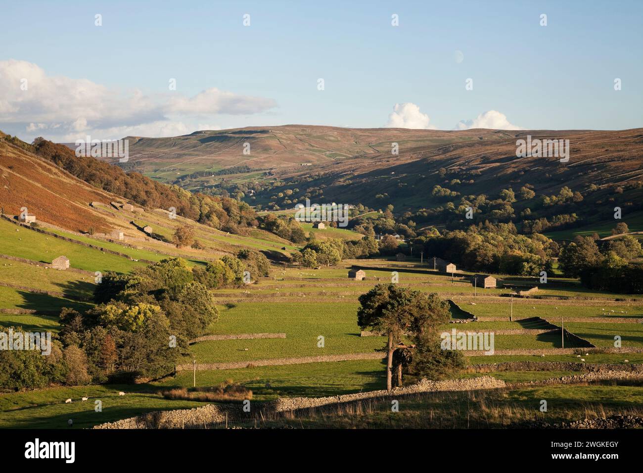 Campi Swaledale vicino Thwaite, nello Yorkshire, Regno Unito Foto Stock