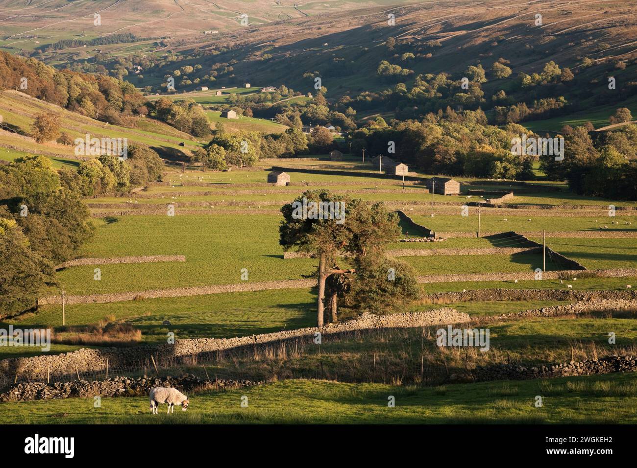 Campi Swaledale vicino Thwaite, nello Yorkshire, Regno Unito Foto Stock