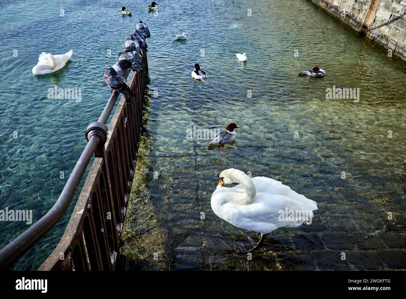 Ginevra città in Svizzera cigni e anatre sul fiume Rodano incontra il Lago di Ginevra Foto Stock