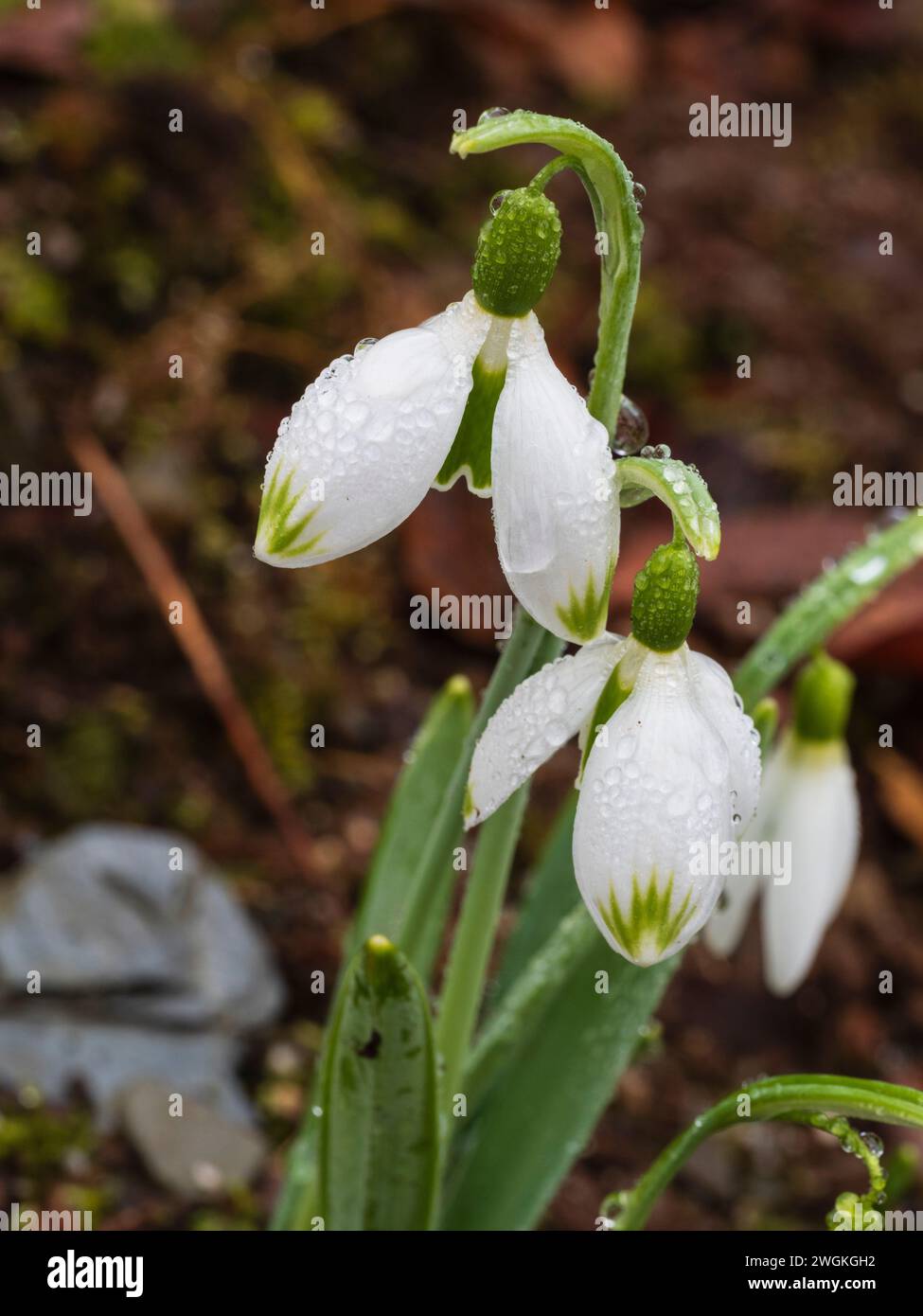 Fiori singoli bianchi con punta verde della goccia di neve in fiore invernale, Galanthus "Mr Taylor" Foto Stock