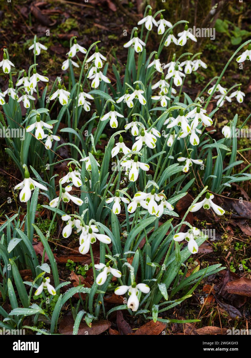 Grappolo della vigorosa e ben marcata goccia di neve invernale, Galanthus x hybridus "Trumps" Foto Stock