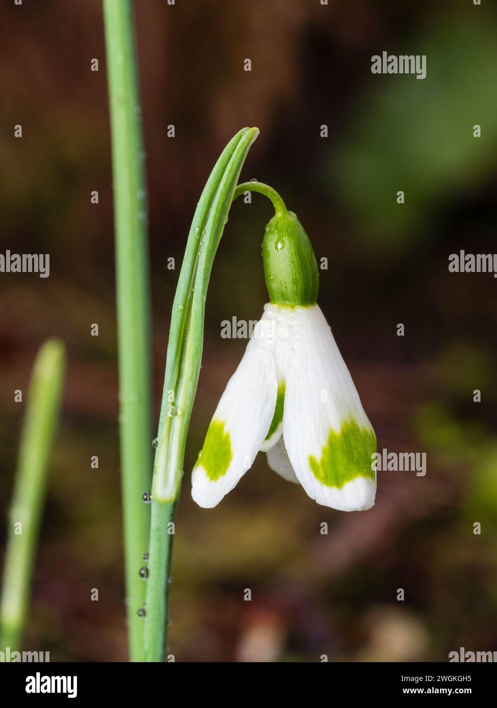 Fiore invernale della varietà snowdrop fortemente marcata, Galanthus 'Trymming' Foto Stock