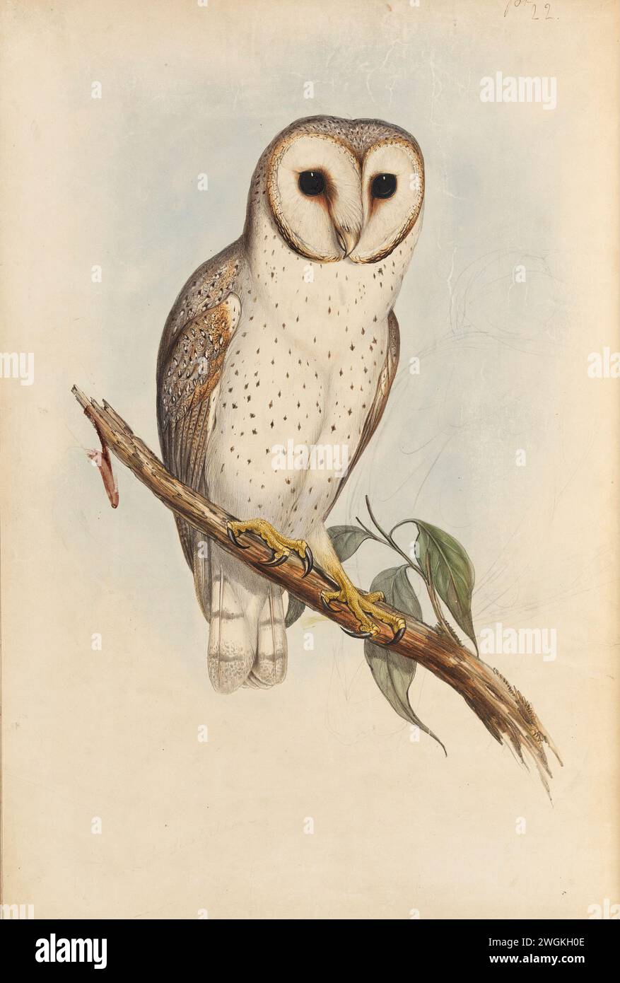 Delicate Owl (Strix delicatulus) piatto dal libro uccelli d'Australia di John Gould, con illustrazione di sua moglie Elizabeth Gould, e dai suoi disegni dopo la sua scomparsa. Pubblicato in otto volumi (compresi i supplementi) dal 1840 al 1869 Foto Stock