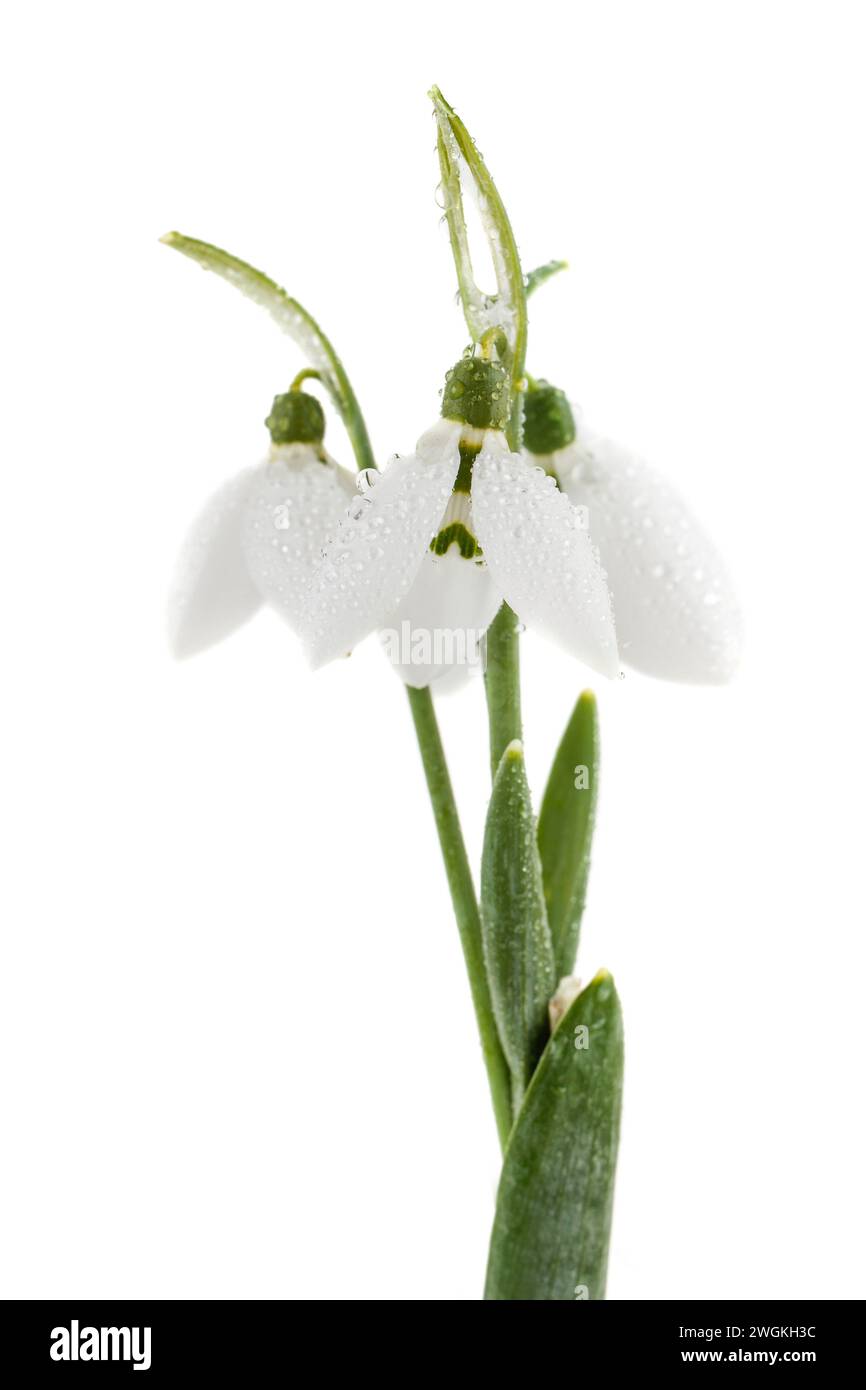 Bouquet snowdrop isolato su sfondo bianco Foto Stock