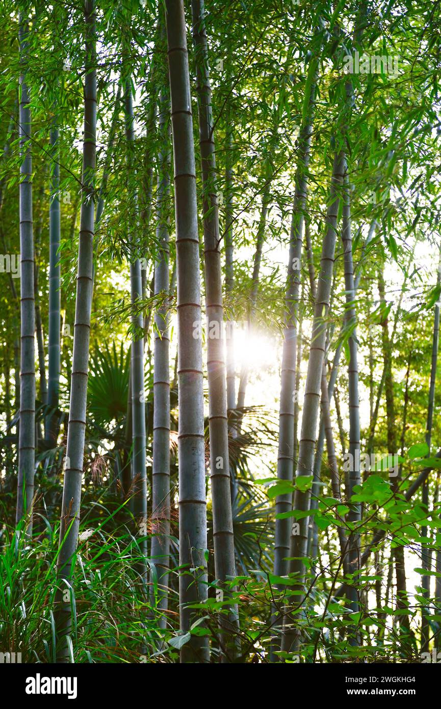 La luce del sole raggiunge il picco attraverso un boschetto di alberi di bambù. Foto Stock
