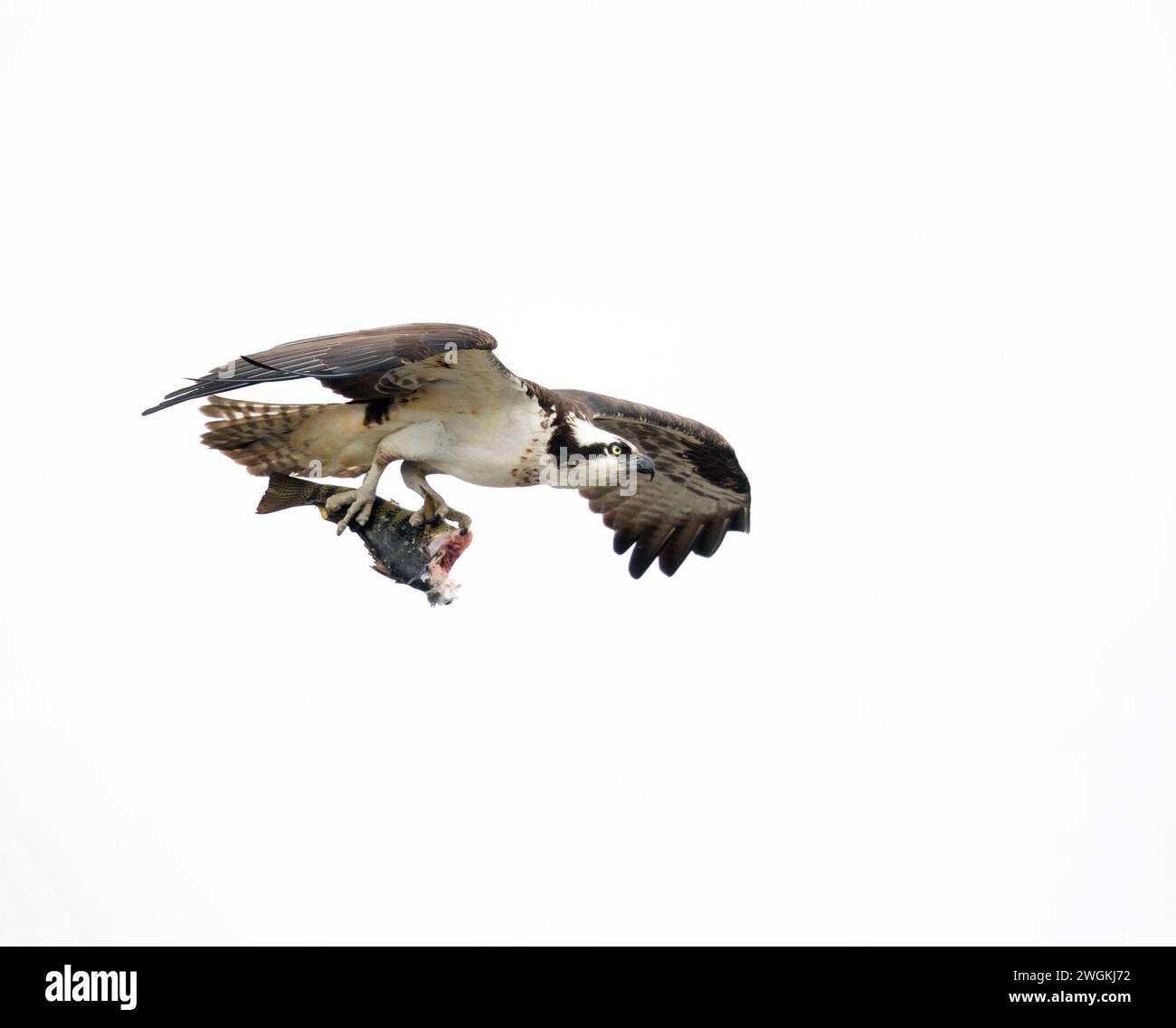 Osprey Female Flyng w8ty parzialmente mangiato Sea Bass Foto Stock