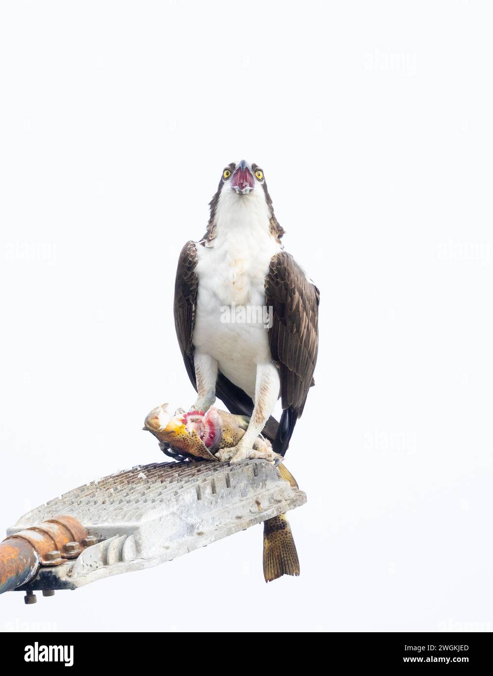 Osprey male ingoiando un pezzo di branzino Foto Stock