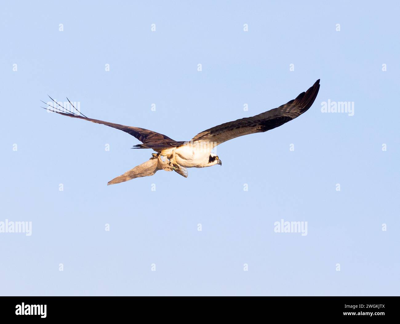 Osprey male vola al nido con sacchetto di plastica Foto Stock