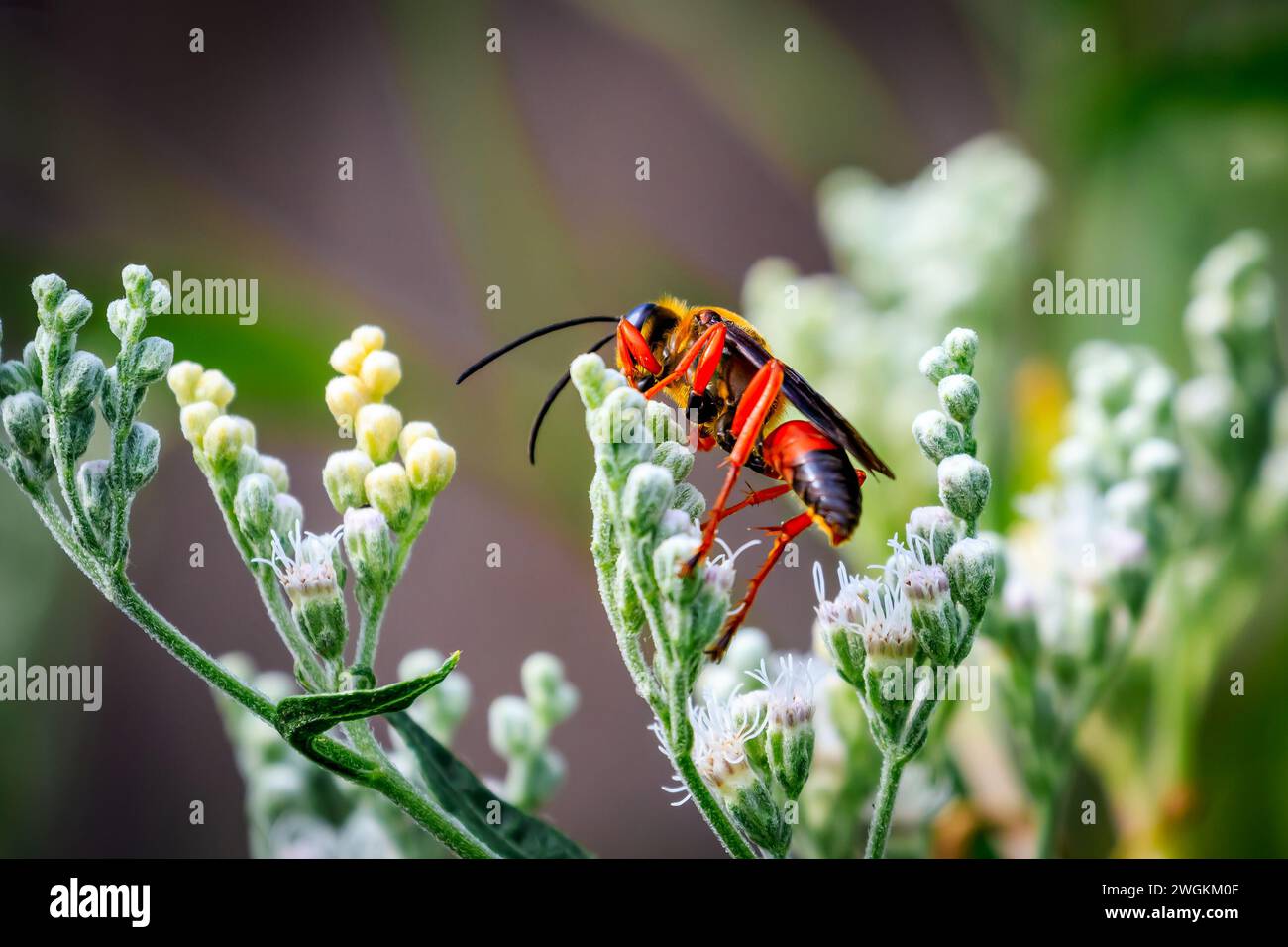 Great Golden Digger Wasp (Sphex ichneumoneus) su verde e fogliame bianco Foto Stock
