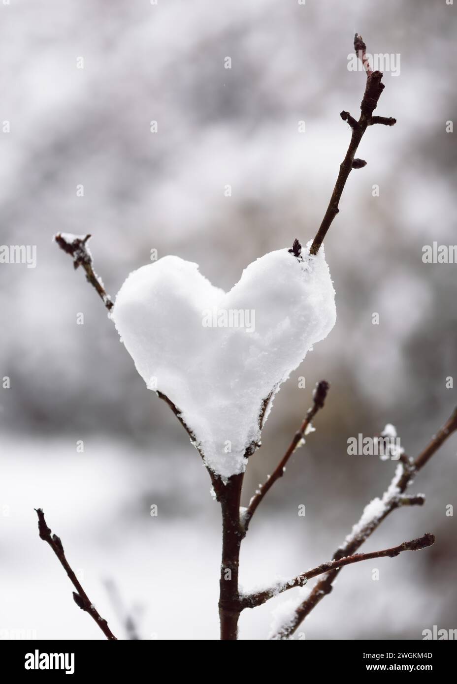 Palla di neve a forma di cuore appeso su un albero nel giardino d'inverno. San Valentino, amore o concetto romantico. Copia spazio. Foto Stock