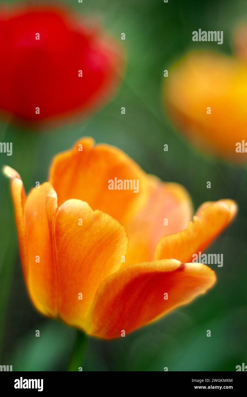 Primo piano di un fiore di tulipani d'arancia Foto Stock