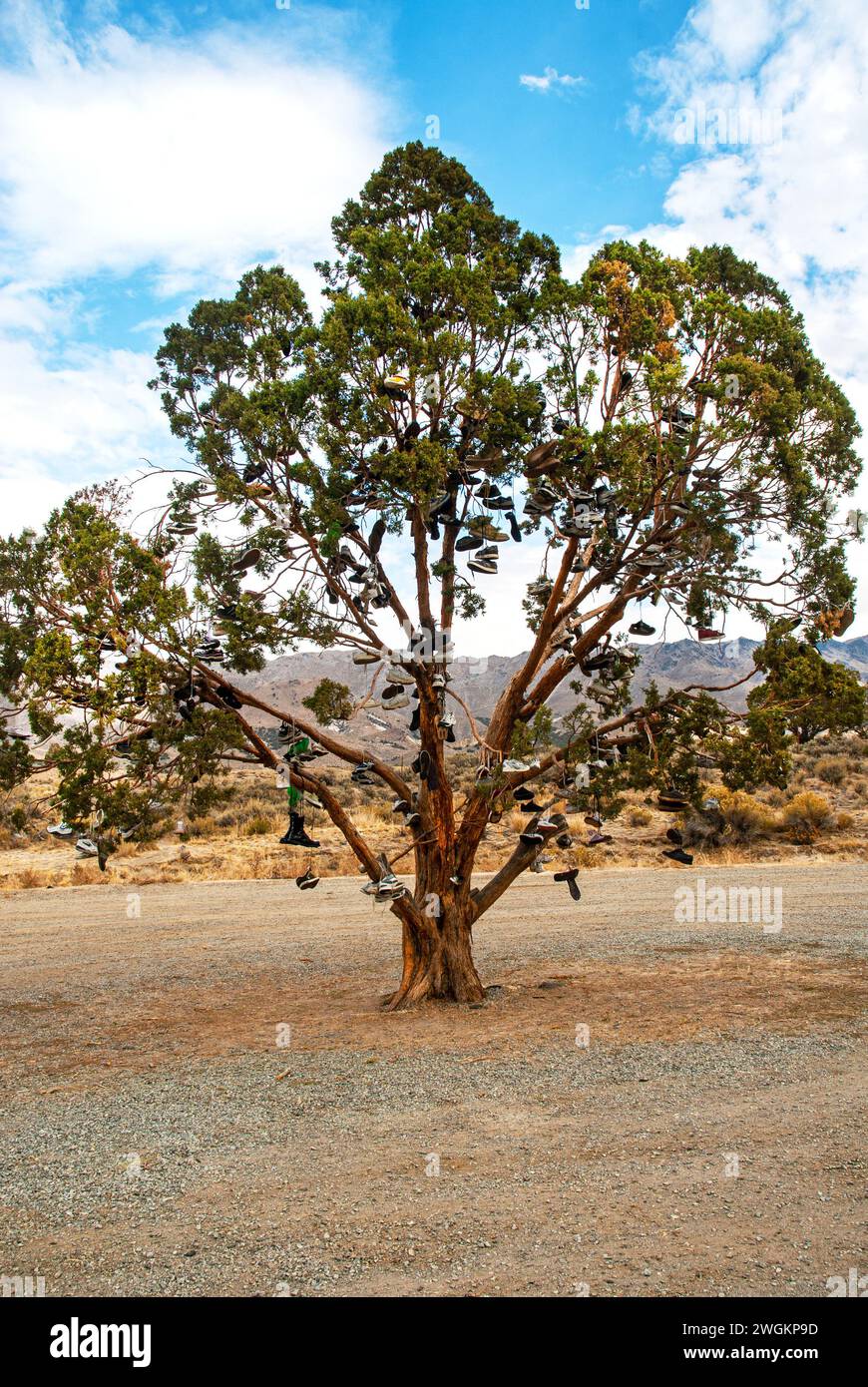 Un albero lungo l'autostrada è decorato con scarpe usate e indesiderate nel Nevada centrale. STATI UNITI Foto Stock