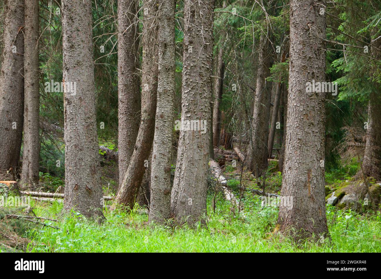 Foresta, Lostine selvatica e Scenic River, Wallowa-Whitman National Forest, Oregon Foto Stock