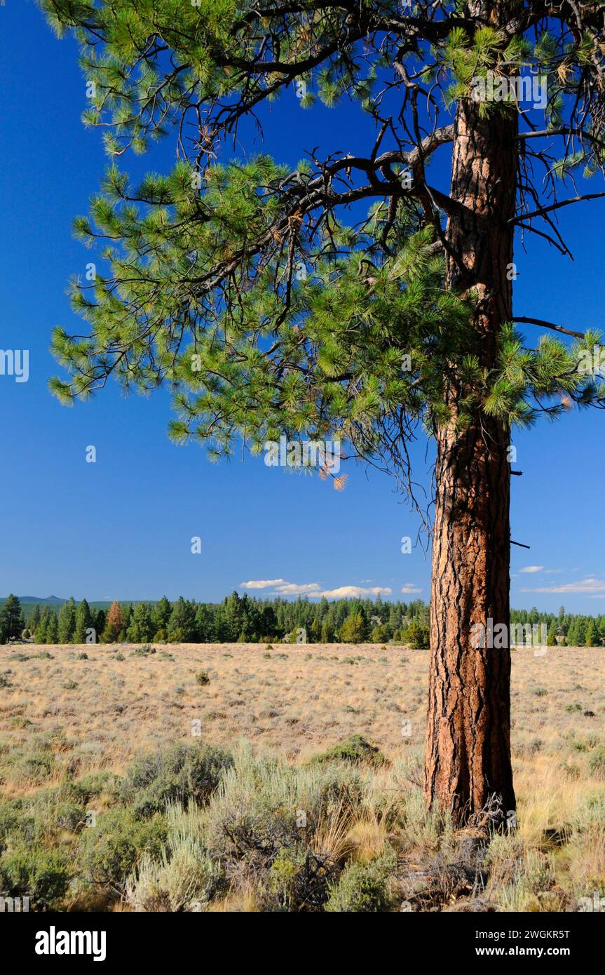 Ponderosa pine (Pinus ponderosa), Winema National Forest, Oregon Foto Stock