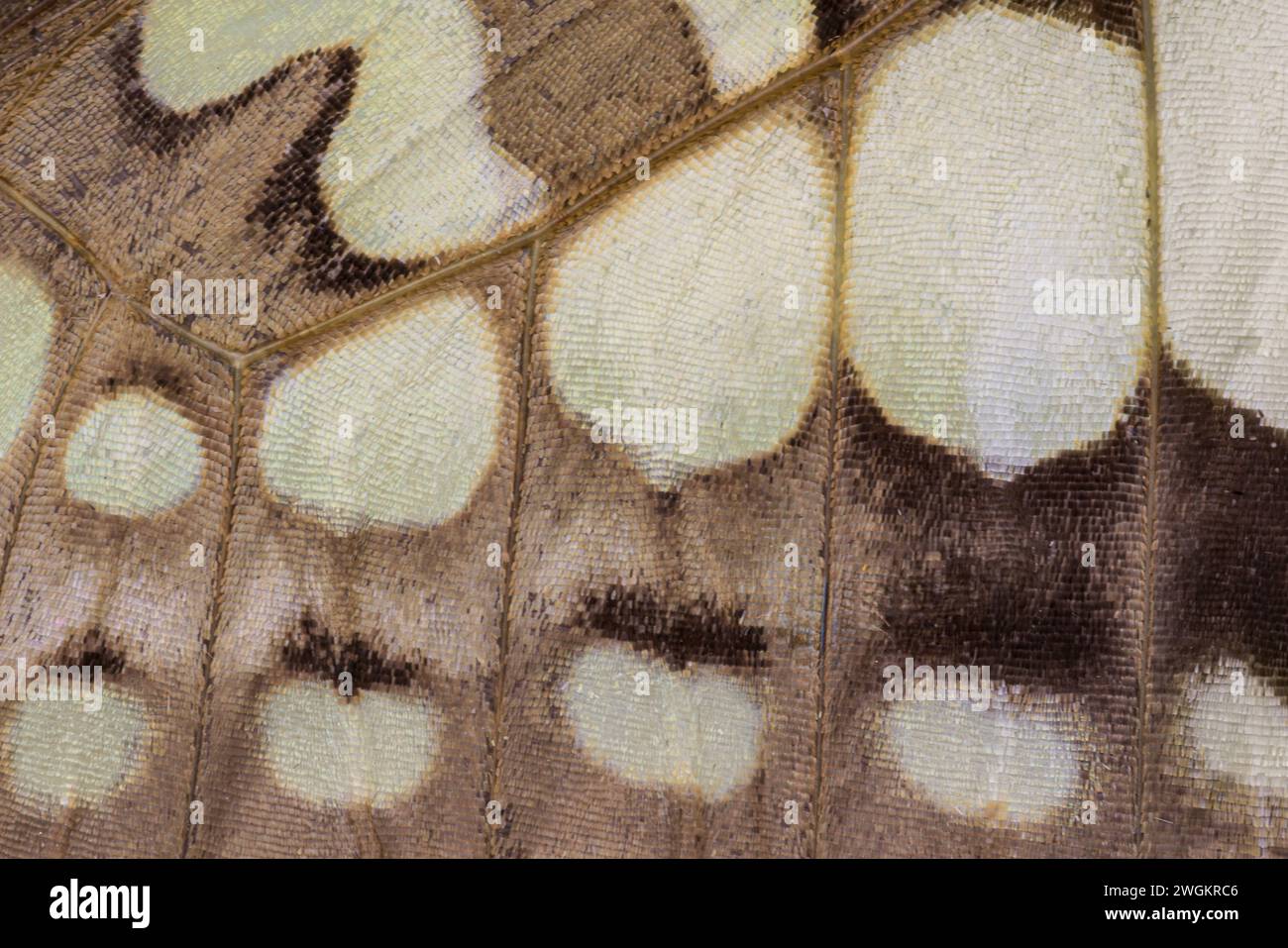 Il primo piano delle ali di una farfalla di falena forma un motivo astratto testurizzato in marrone e beige Foto Stock