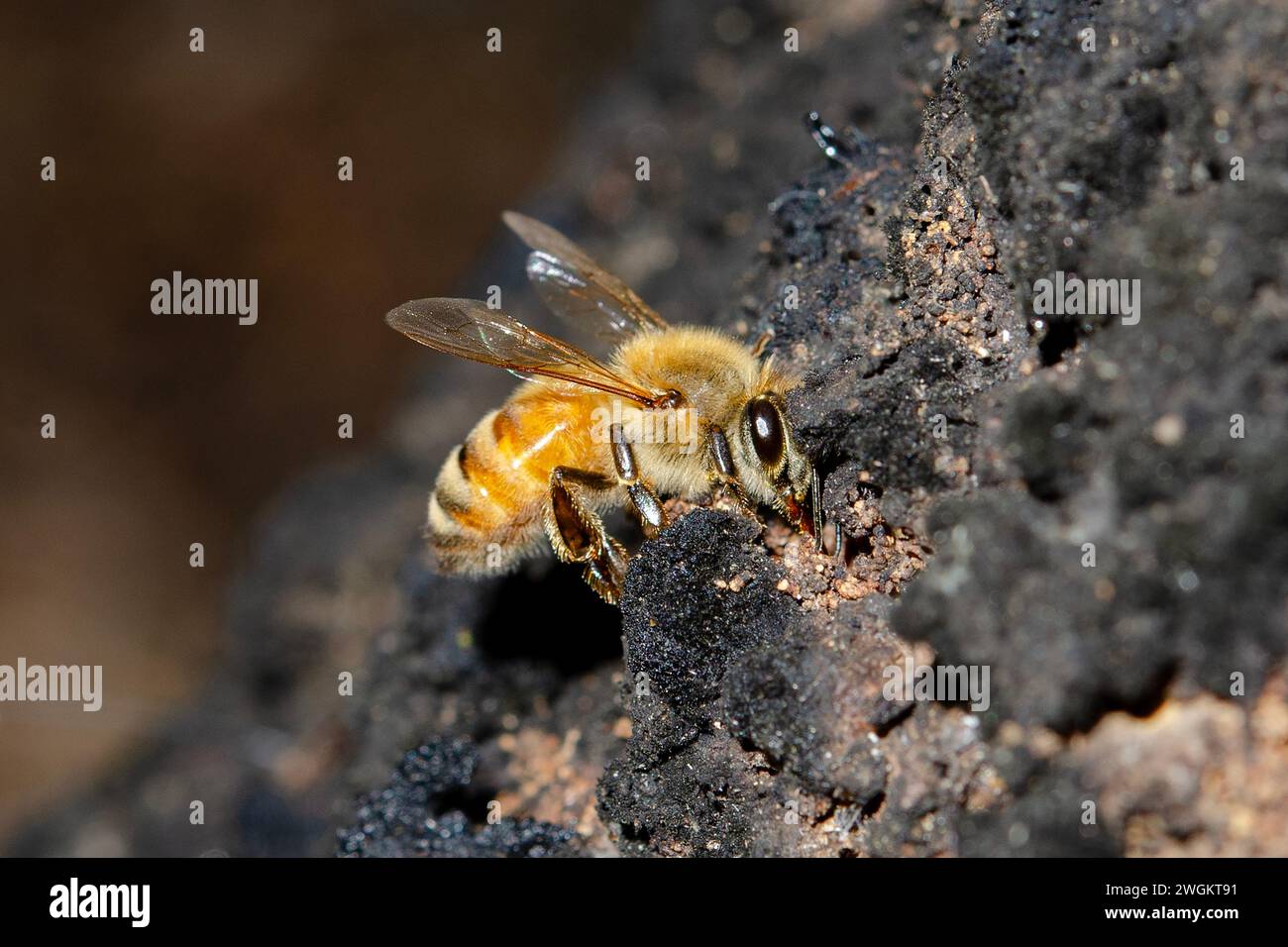 European Honey Bee, Apis mellifera, nutrirsi di faggio sobbioso, Fagus sp, Nelson, South Island, nuova Zelanda Foto Stock