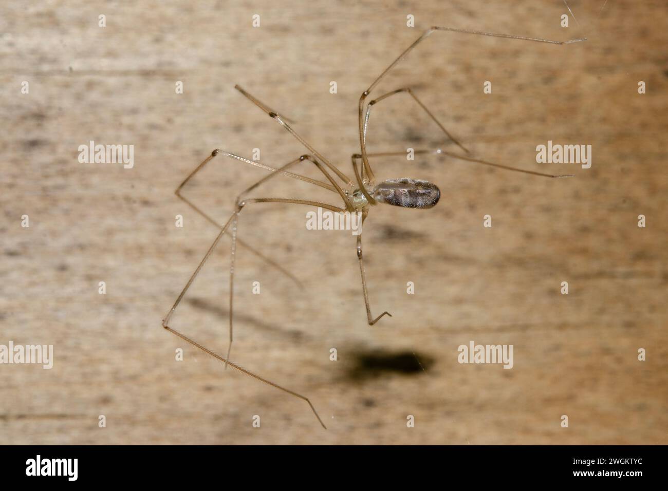 Cellar Spider, Pholcus phalangioides, Nelson, South Island, nuova Zelanda Foto Stock