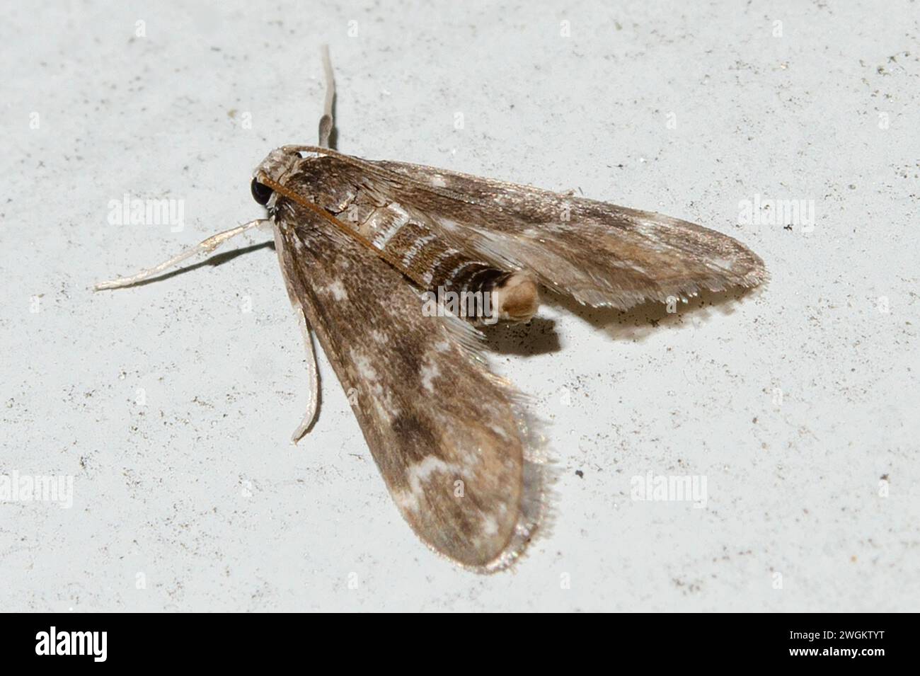 Pond Moth, Hygraula nitens, Nelson, South Island, nuova Zelanda Foto Stock