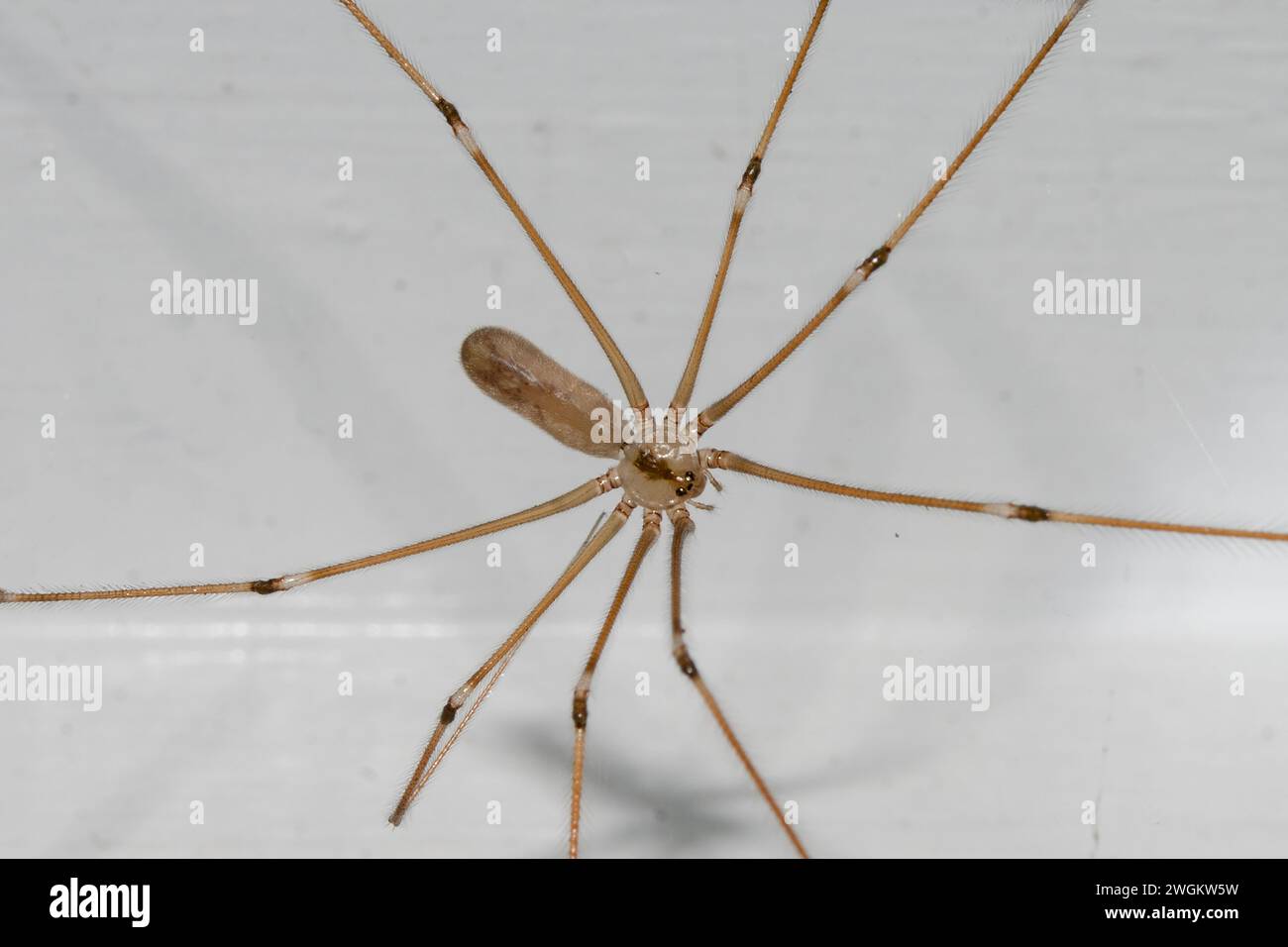 Cellar Spider, Pholcus phalangioides, Nelson, South Island, nuova Zelanda Foto Stock