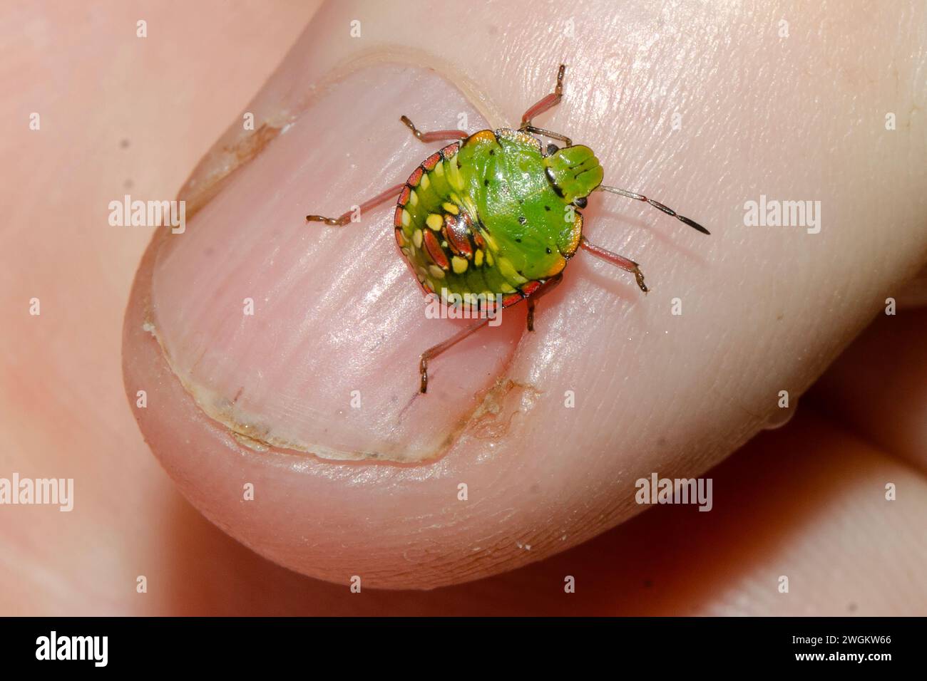 Juvenile Southern Green Shield Bug, Nezara viridula, on finger, introdotto dal Regno Unito, Nelson, South Island, nuova Zelanda Foto Stock