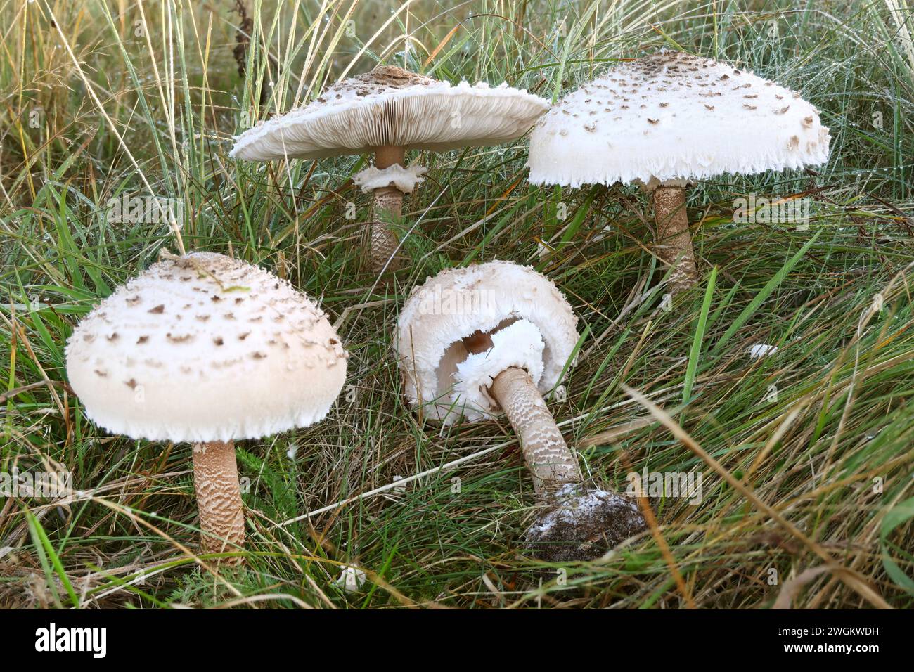 parasol (Macrolepiota procera, Lepiotia procera), nelle dune, Danimarca, Juetland Foto Stock