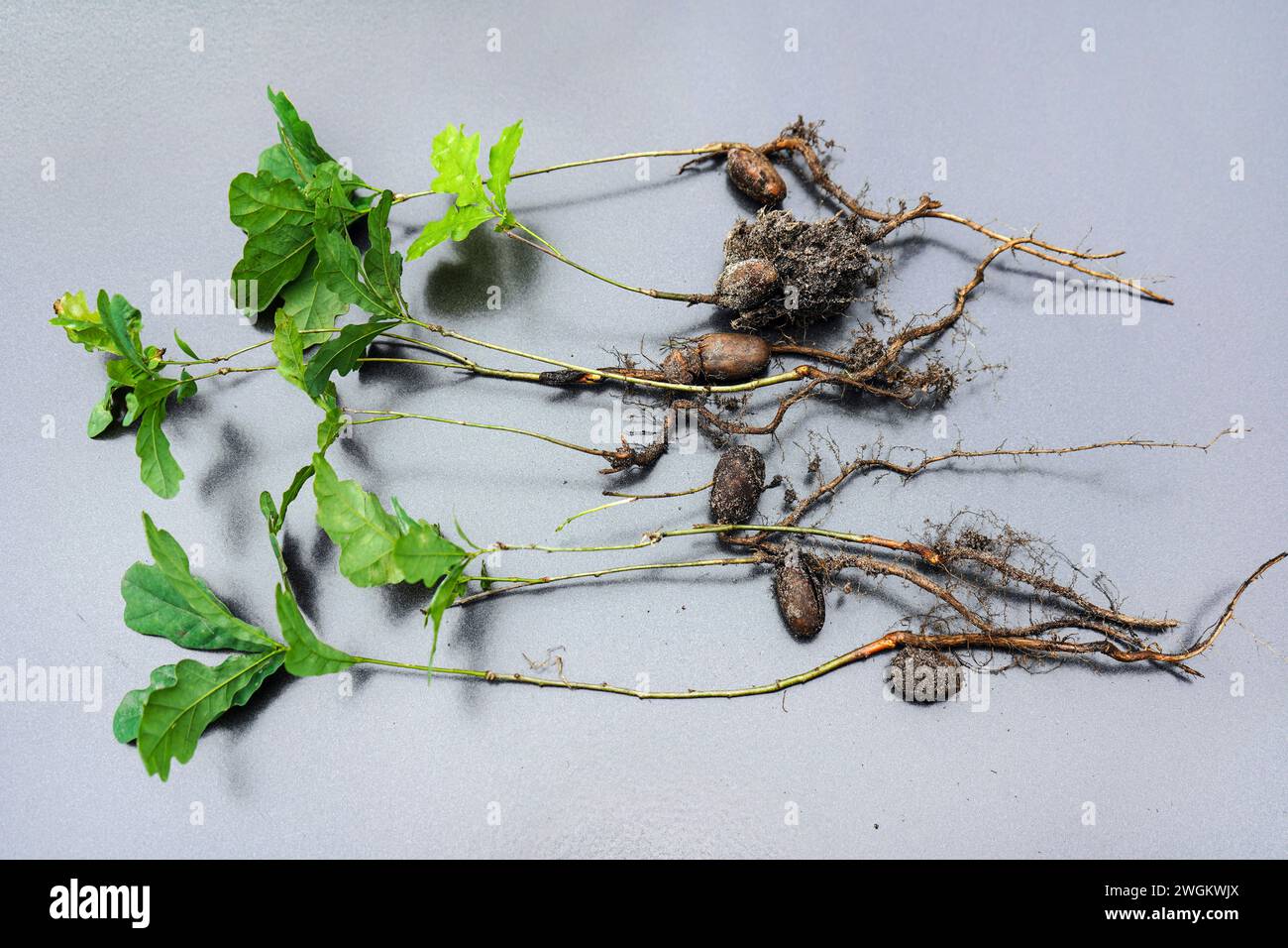 Quercia comune, quercia peduncolata, quercia inglese (Quercus robur, Quercus pedunculata), piantine su fondo grigio, Germania Foto Stock