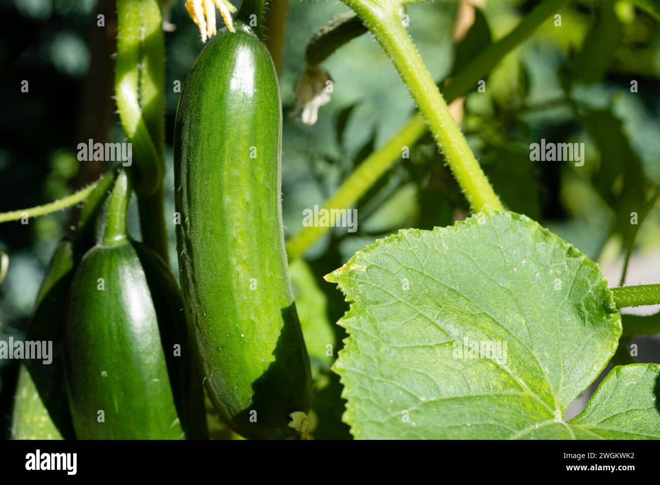Coltivare cetrioli su un ramo Foto Stock