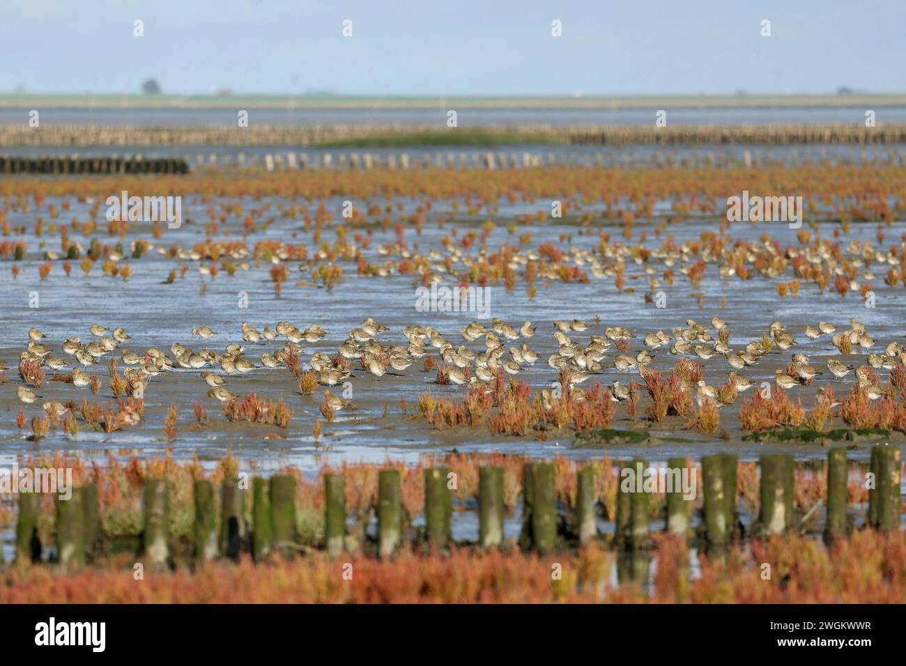 plover d'oro europeo (Pluvialis apricaria), che riposa su una palude salata durante la bassa marea, Germania, Schleswig-Holstein, Lundenbergsand, Husum Foto Stock
