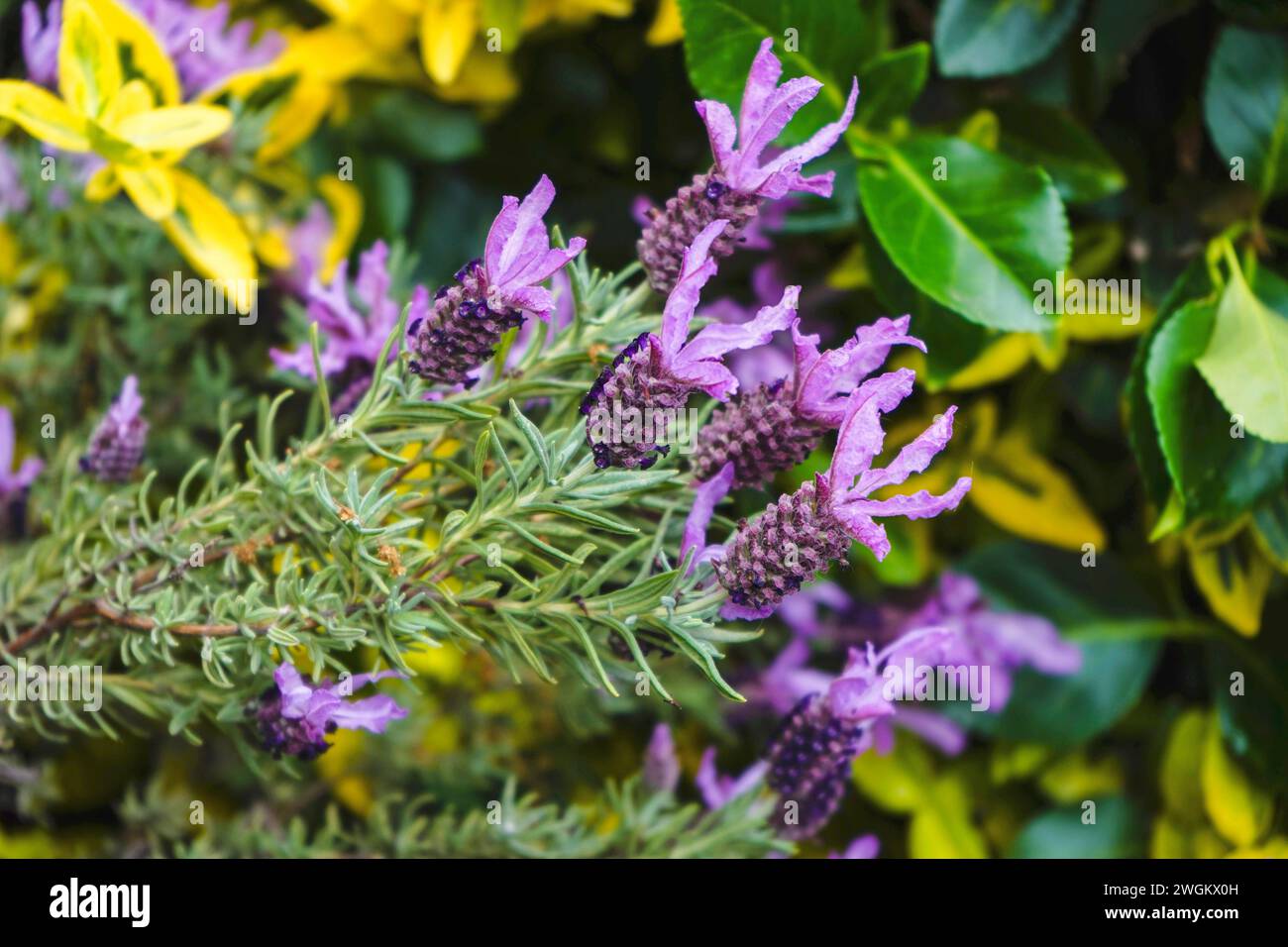 Lavanda francese (Lavandula stoechas), fioritura Foto Stock