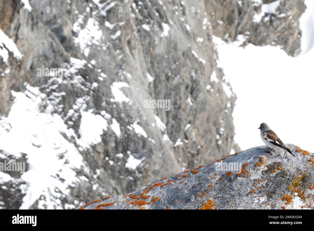 il finch di neve dalle ali bianche (Montifringilla nivalis) si trova su una roccia ricoperta di licheni, in Svizzera, Gemmipass Foto Stock