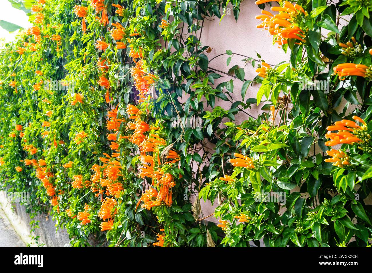 Tromba arancione Vine (Pyrostegia venusta, Pyrostegia ignea), fioritura, Madeira Foto Stock