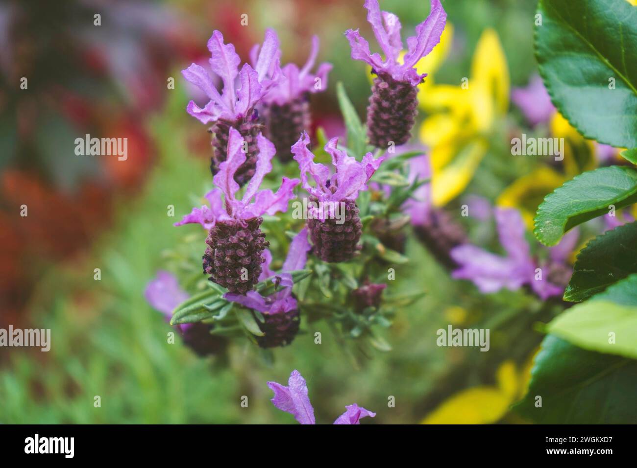 Lavanda francese (Lavandula stoechas), fioritura Foto Stock