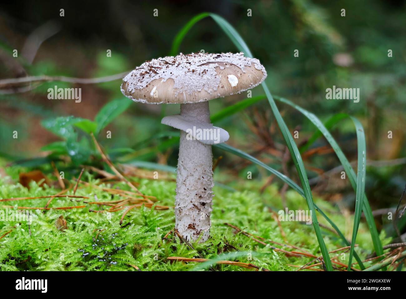 amanita maculata grigia (Amanita excelsa, Amanita spissa), fruttifero, Germania, Meclemburgo-Pomerania occidentale, Letschower Tann Foto Stock