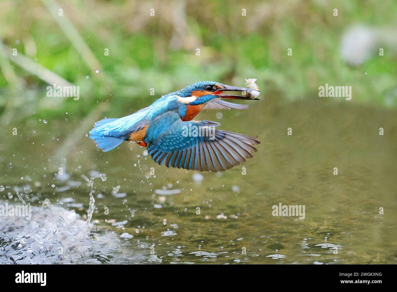 fiume kingfisher (Alcedo atthis), maschio con un Moderlieschen catturato nel suo becco, Germania, Meclemburgo-Pomerania occidentale Foto Stock