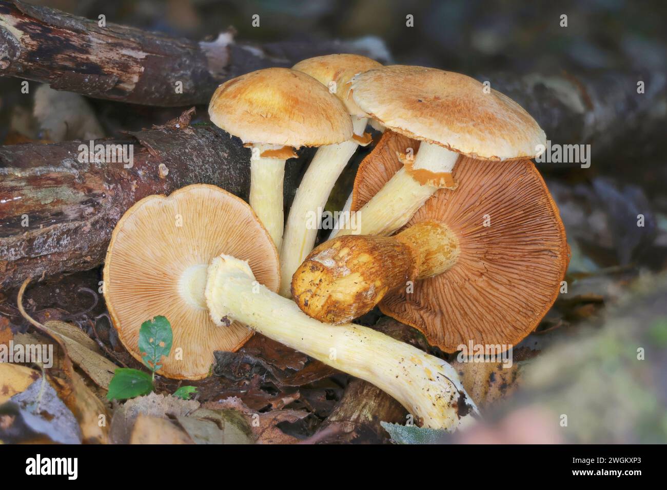 Rustgill (Gymnophilus spectabilis), gruppo, Germania, Meclemburgo-Pomerania occidentale Foto Stock