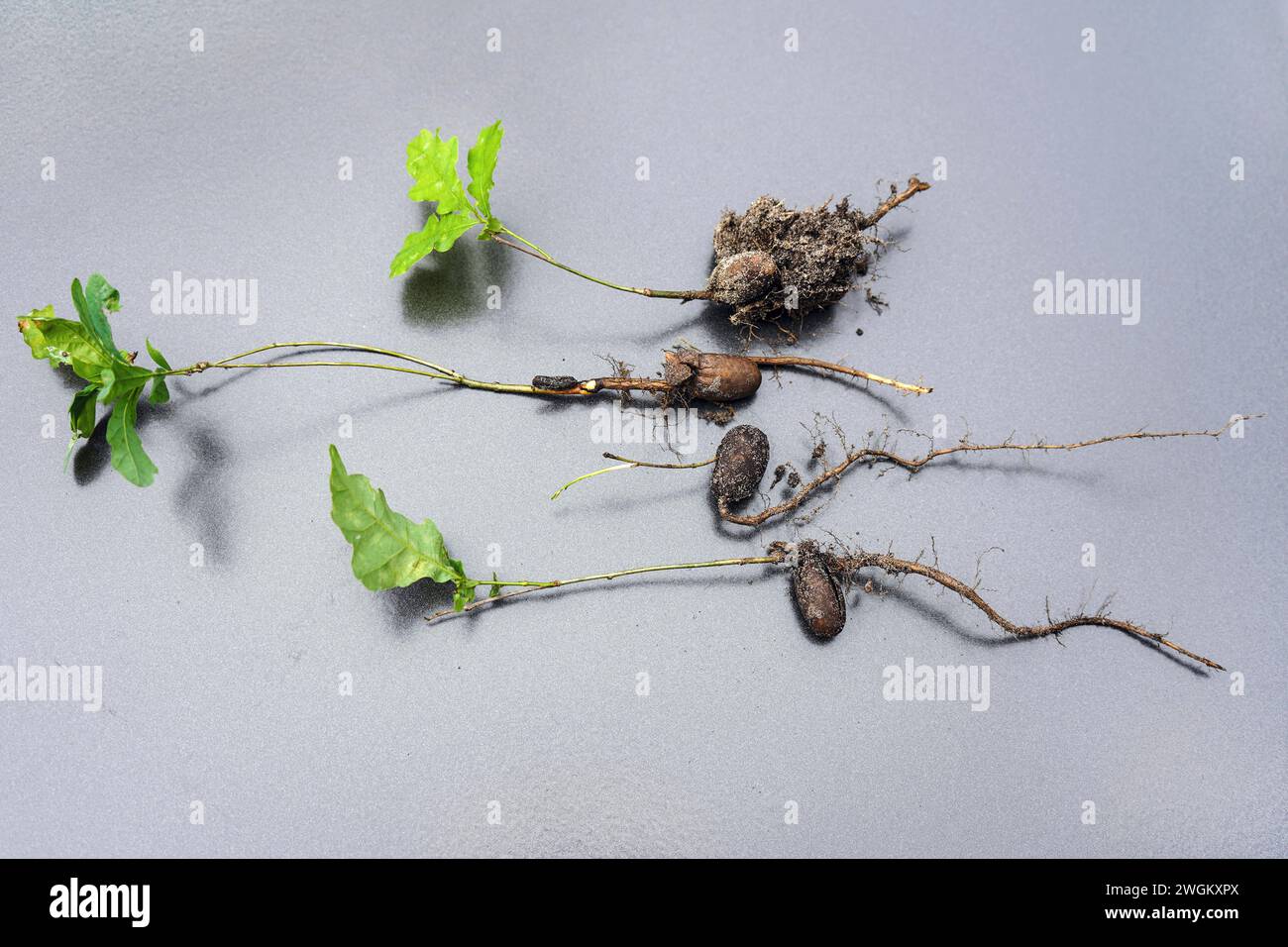Quercia comune, quercia peduncolata, quercia inglese (Quercus robur, Quercus pedunculata), piantine su fondo grigio, Germania Foto Stock