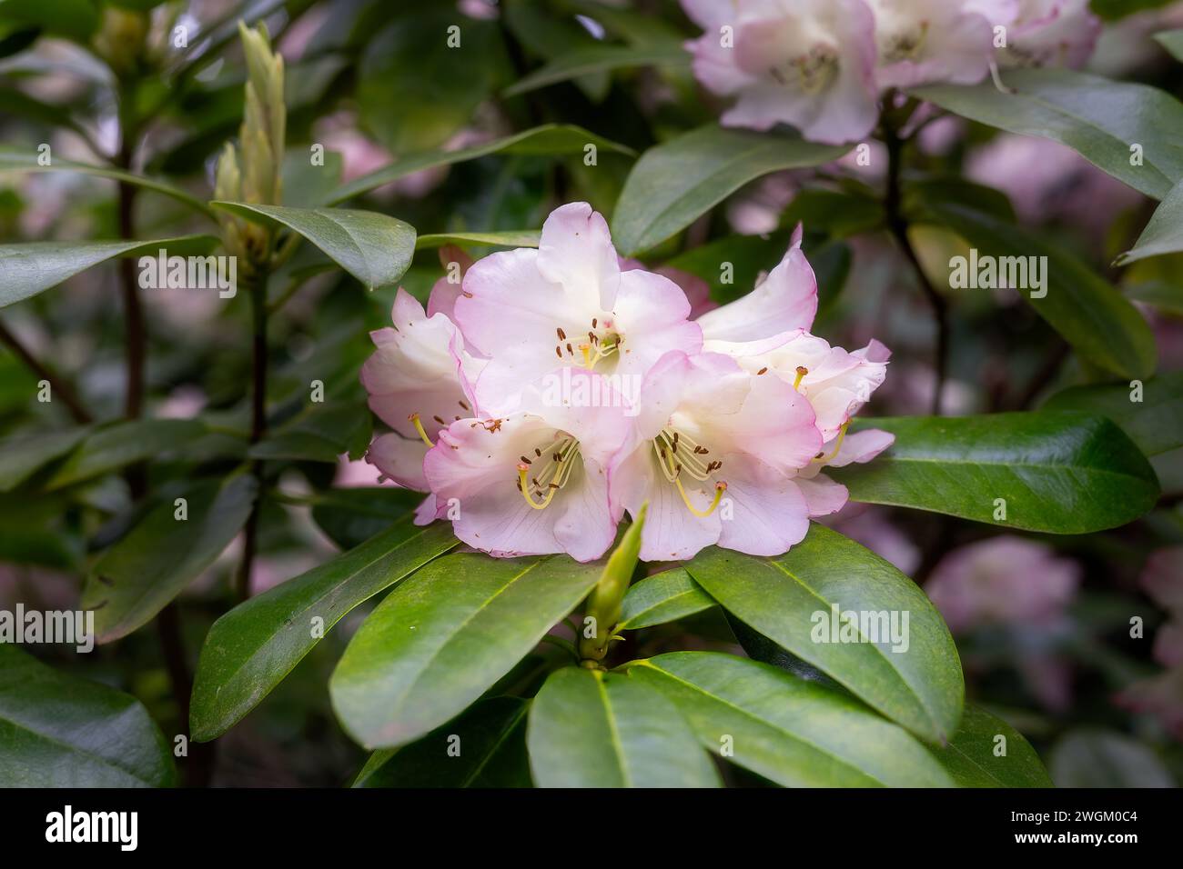 Bellissimi fiori di rododendro rosa molto pallido in primavera, da vicino Foto Stock