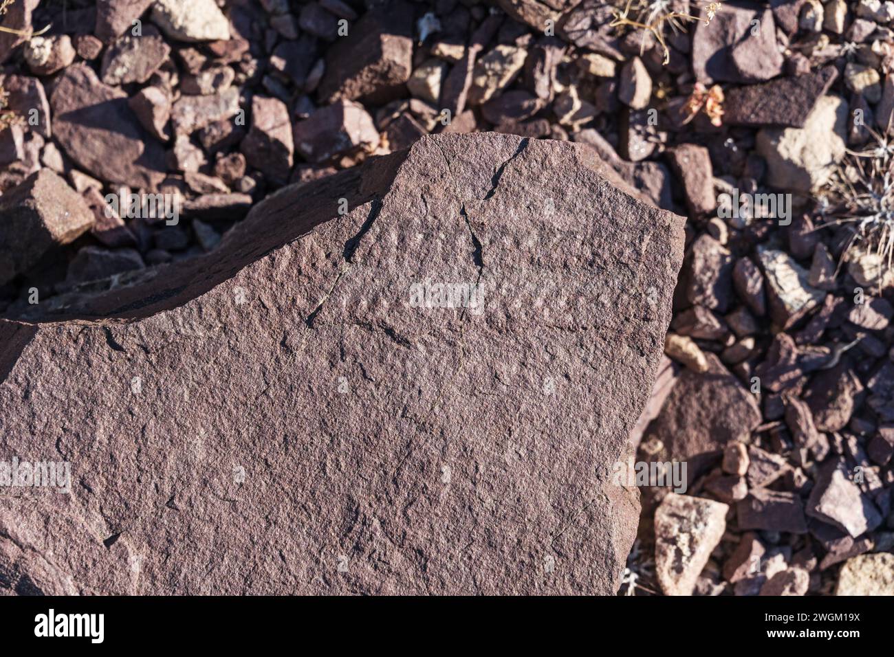tracce fossilizzate su una roccia nel deserto Foto Stock