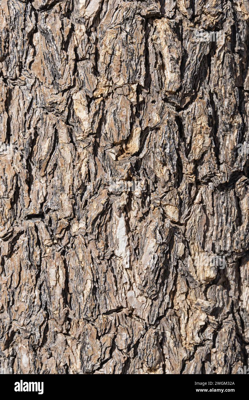 Grande struttura di fondo in corteccia di Joshua Tree o Yucca brevifolia Foto Stock