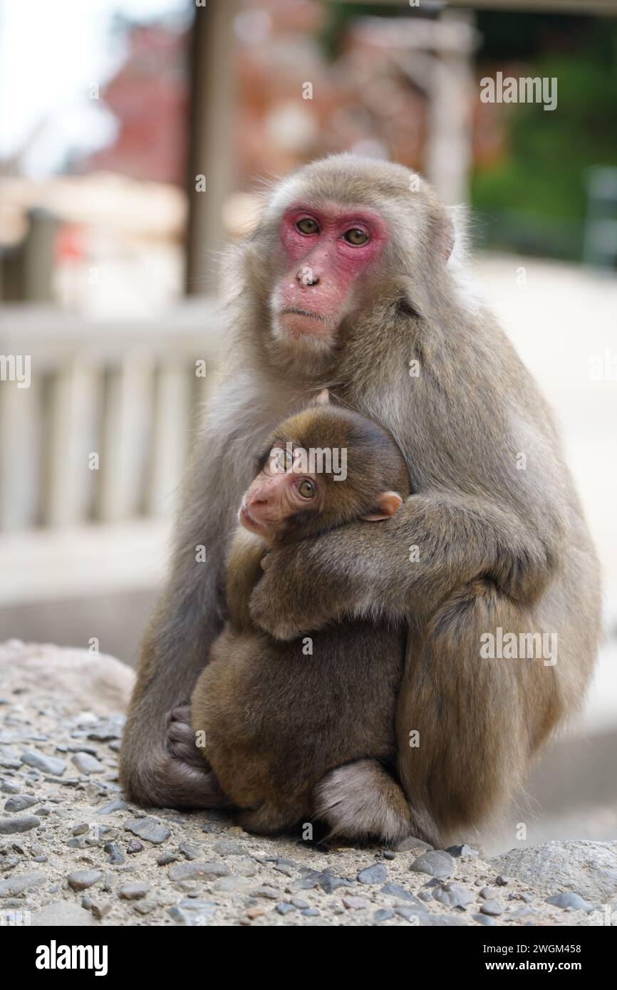 La scimmia selvaggia madre e bambino giapponese sul monte Takasaki a Beppu, in Giappone Foto Stock
