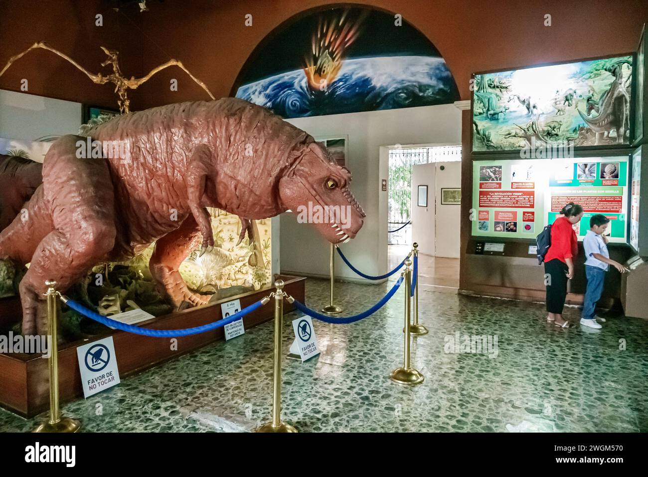 Merida Mexico, Centro, Museo de Historia Museo di storia naturale, interno, mostre espositive, collezioni galleri Foto Stock