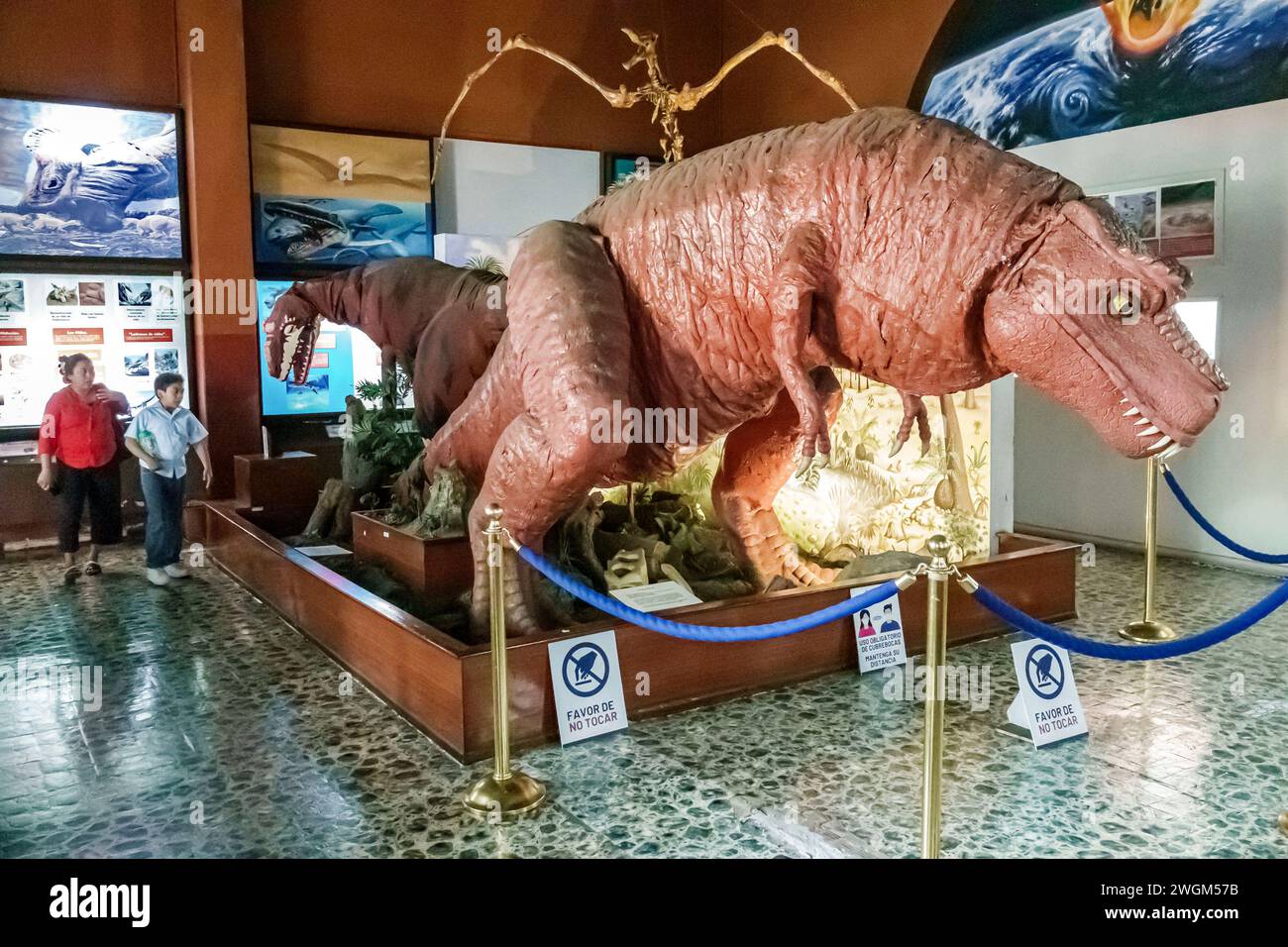 Merida Mexico, Centro, Museo de Historia Museo di storia naturale, interno, mostre espositive, collezioni galleri Foto Stock