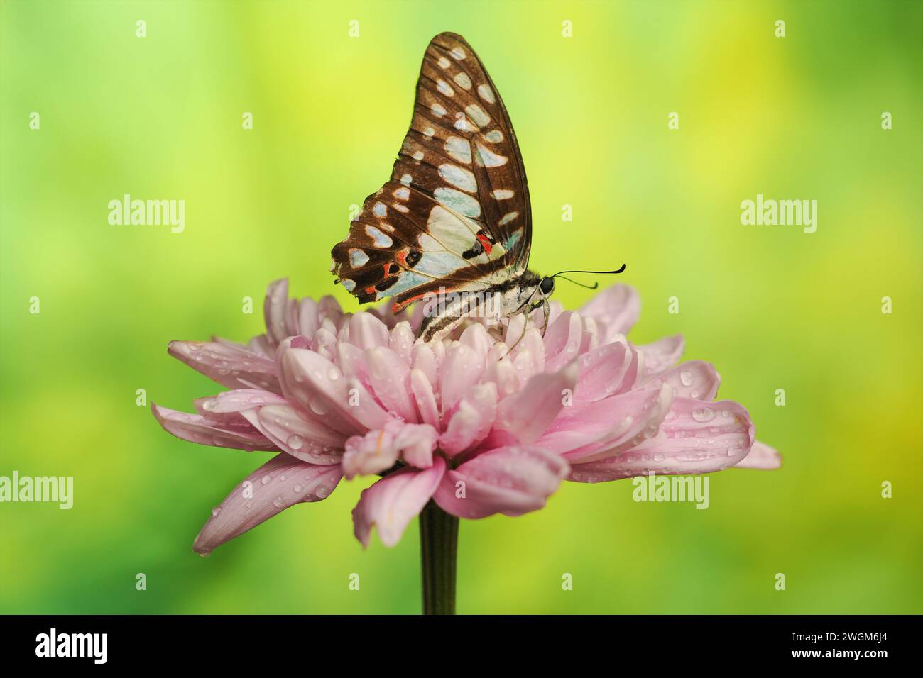 Butterfly Graphium Doson sono appollaiate su petali di crisantemo rosa con uno sfondo sfocato Foto Stock