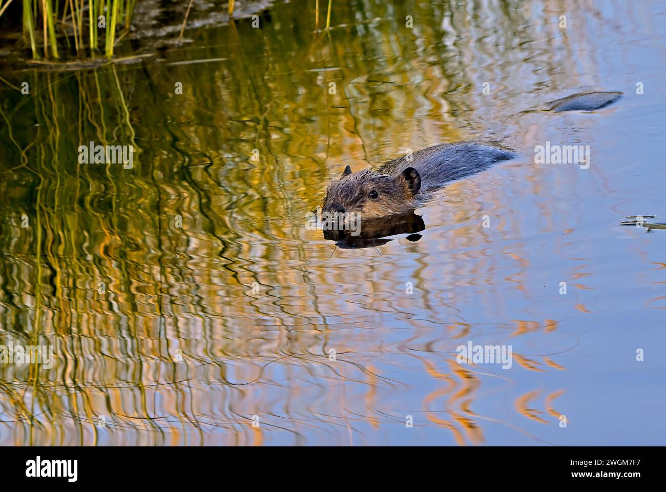 Un giovane castoro "Castor canadensis", che nuota attraverso l'acqua riflettente del suo stagno di castori nella campagna Alberta Canada Foto Stock