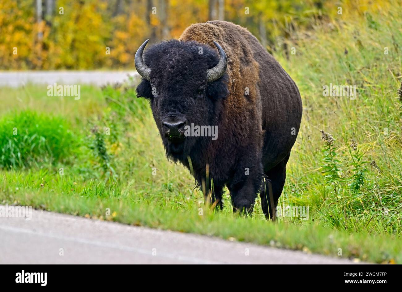 Un bisonte selvaggio delle pianure (bisonte bisonte bisonte); si nutre sulla lussureggiante erba verde del Parco Nazionale dell'Isola degli Elk, situato in Alberta Canada. Foto Stock Un bisonte selvaggio delle pianure (bisonte bisonte bisonte); si nutre sulla lussureggiante erba verde del Parco Nazionale dell'Isola degli Elk, situato in Alberta Canada. Foto Stock