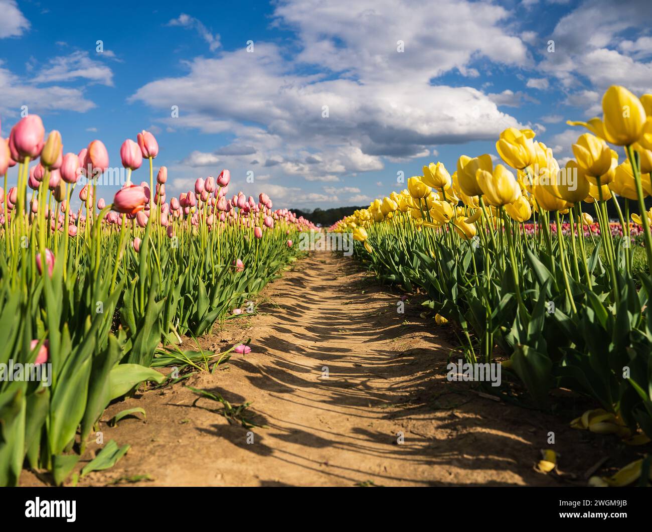 Una vibrante sinfonia di tulipani rossi e gialli in piena fioritura, che dipinge una scena pittoresca nella fattoria. Foto Stock