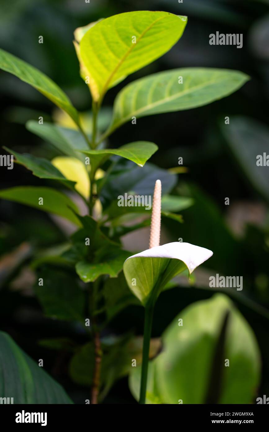 Peace Lily pianta tra le foglie verdi. Foto Stock