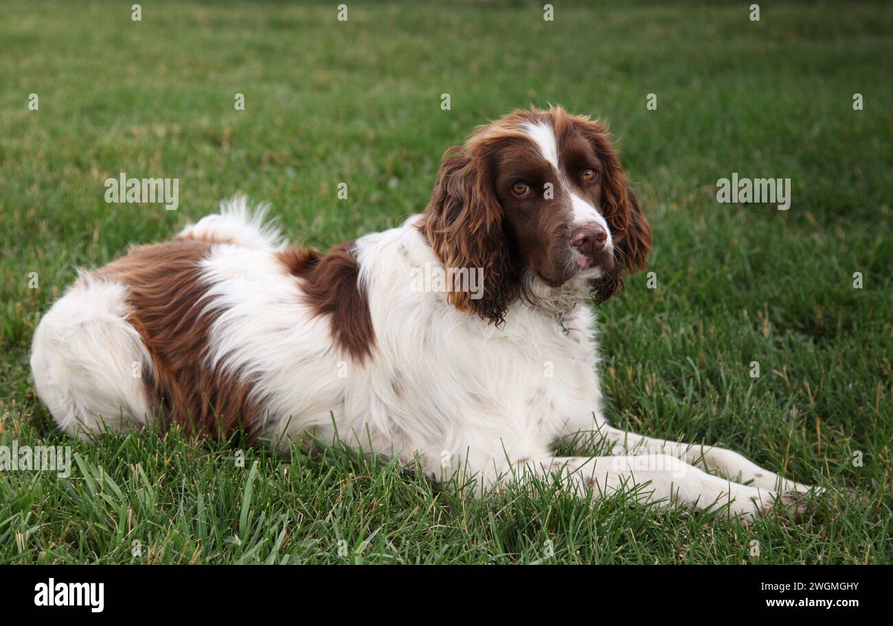 Inglese Springer Spaniel (fegato e bianco) cane steso su erba verde Foto Stock