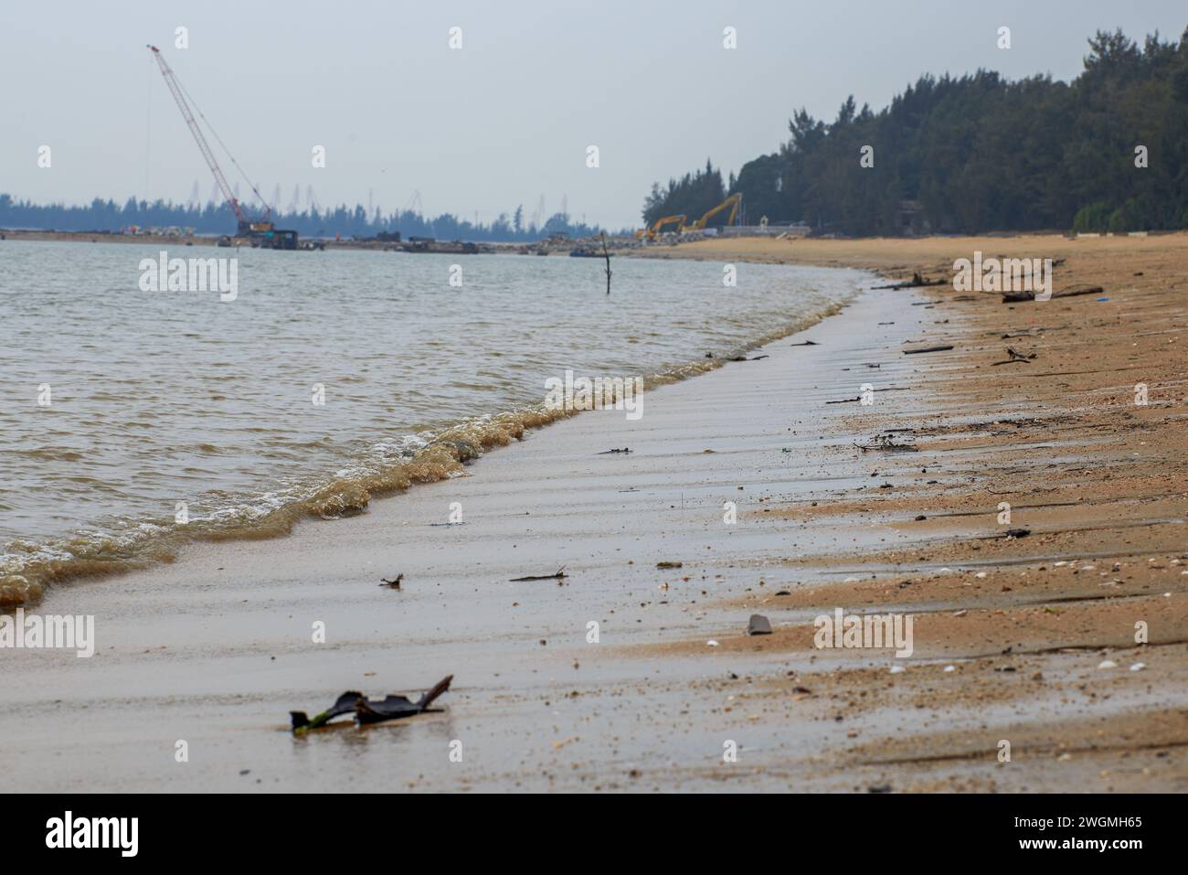 Primo piano di rami di alberi morti e radici sulla spiaggia in riva al mare Foto Stock